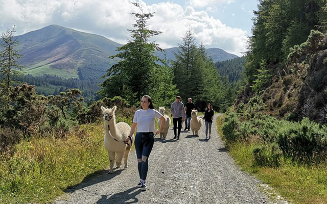 Walking with Alpacas in Whinlatter Forest